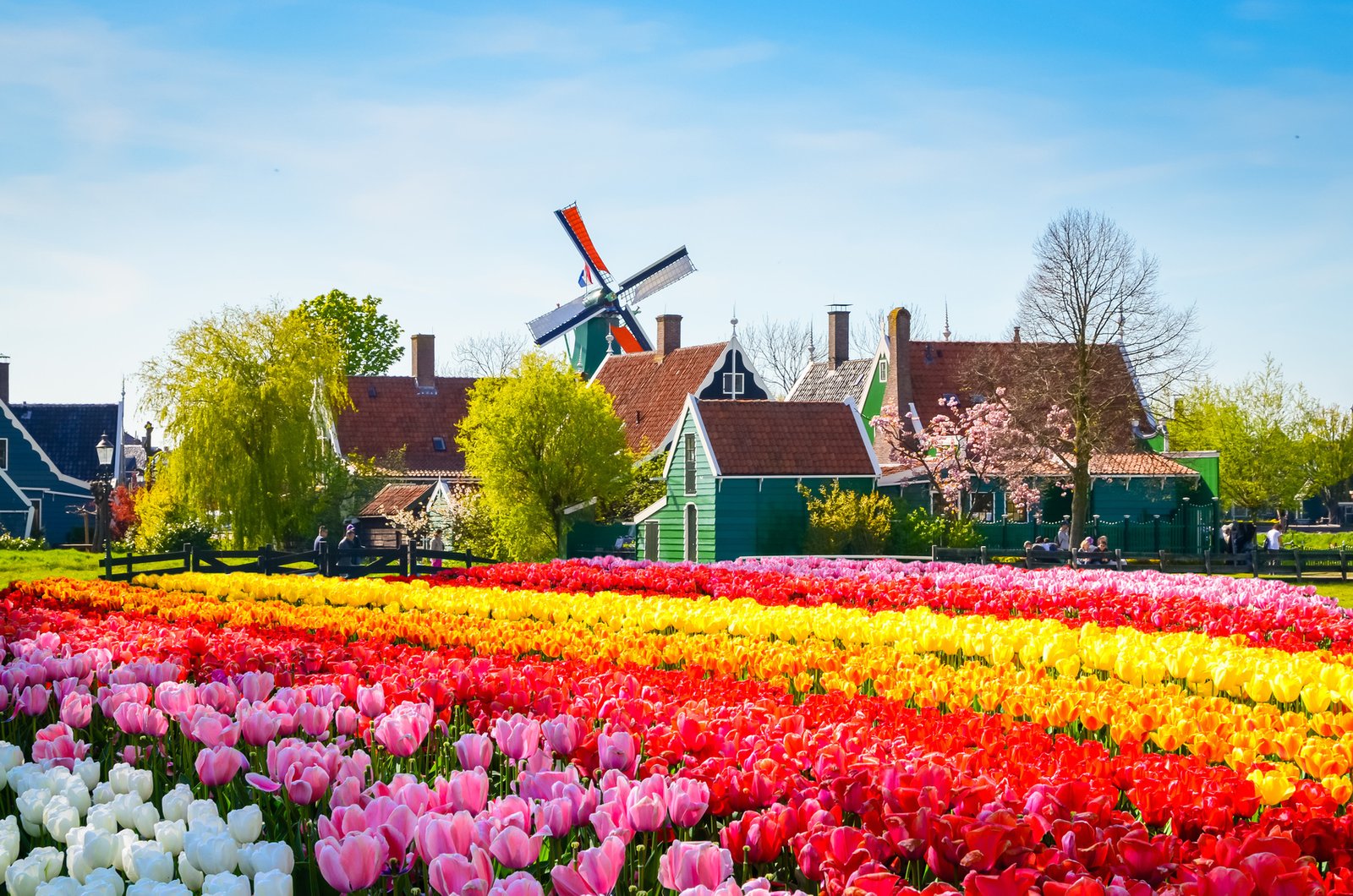 Landscape with tulips, traditional dutch windmills and houses near the canal in Zaanse Schans, Netherlands, Europe