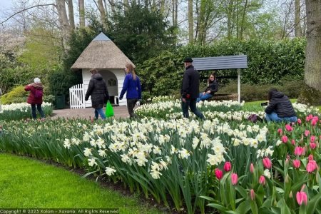 Wat Gebeurt Er Met Keukenhof 2024?