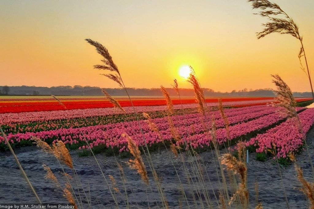 Tur &Amp; Tiket Keukenhof 2024 | Pengalaman Terbaik! 5 He Lashrom Blog Post Images 1280 853 05