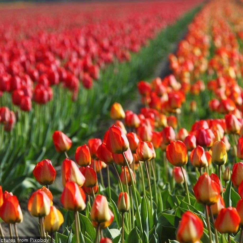 De Charme Van Keukenhof 2024