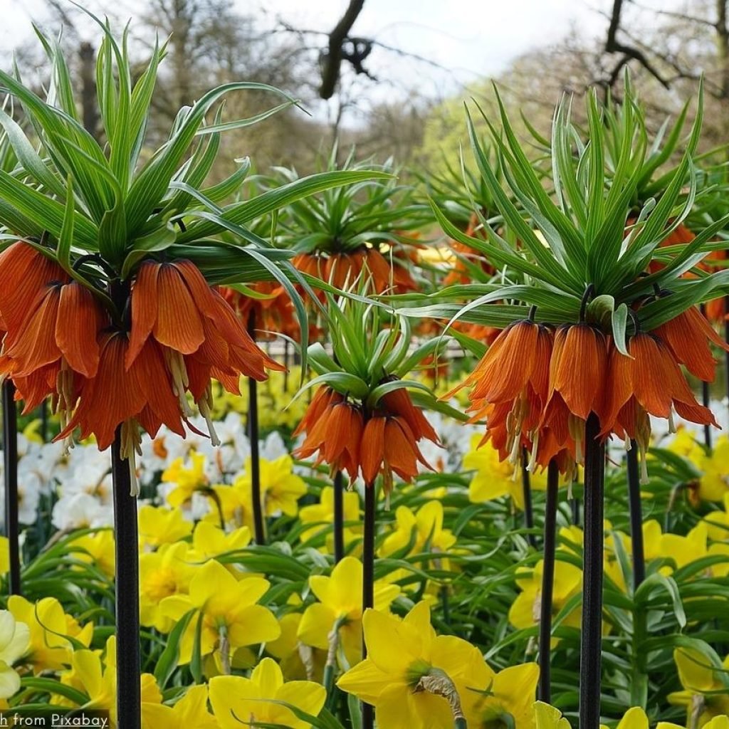 De charme van Keukenhof 2024