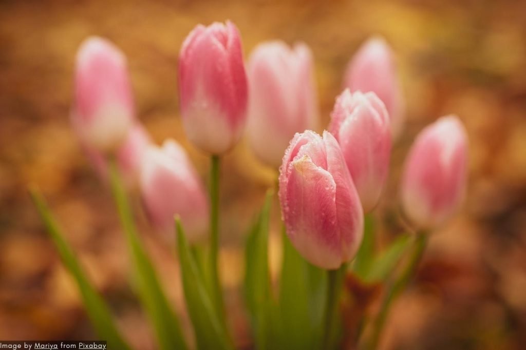 Best Keukenhof 2024 Private Tour | Die Niederländischen Tulpengärten 3 Best Keukenhof 2024 Private Tour - Die Niederländischen Tulpengärten