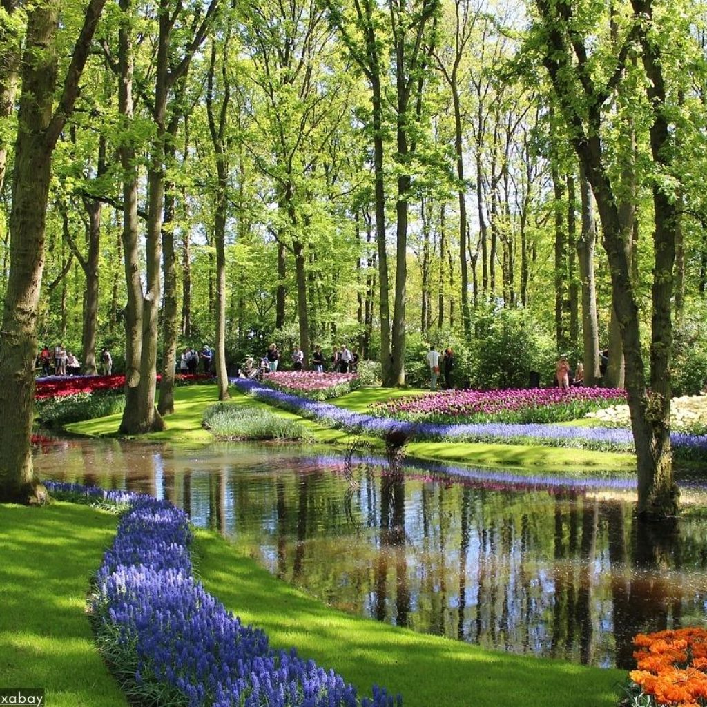 Beste privétour Keukenhof 2024 - De Nederlandse Tulpen Tuinen