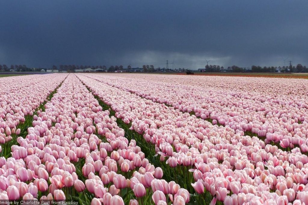 Best Keukenhof 2024 Private Tour - Les Jardins De Tulipes Hollandais