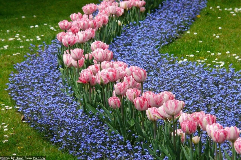 The Keukenhof 2024 Opening Ceremony - A Holland Experience Like No Other