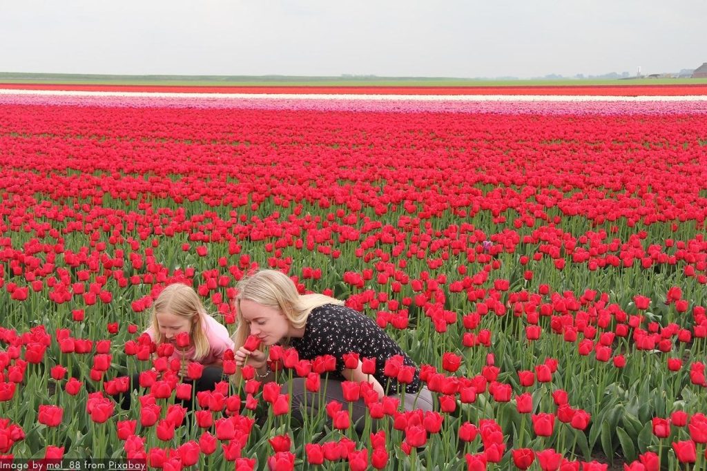 The Keukenhof 2024 Opening Ceremony - A Holland Experience Like No Other