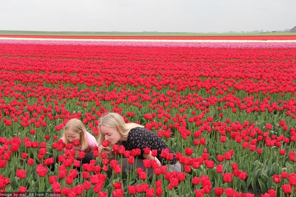 The Keukenhof 2024 Opening Ceremony - A Unique Holland Experience 5 The Keukenhof 2024 Opening Ceremony - A Holland Experience Like No Other