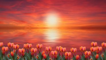 Keukenhof 2024 Touren &Amp; Tickets | Das Ultimative Erlebnis!