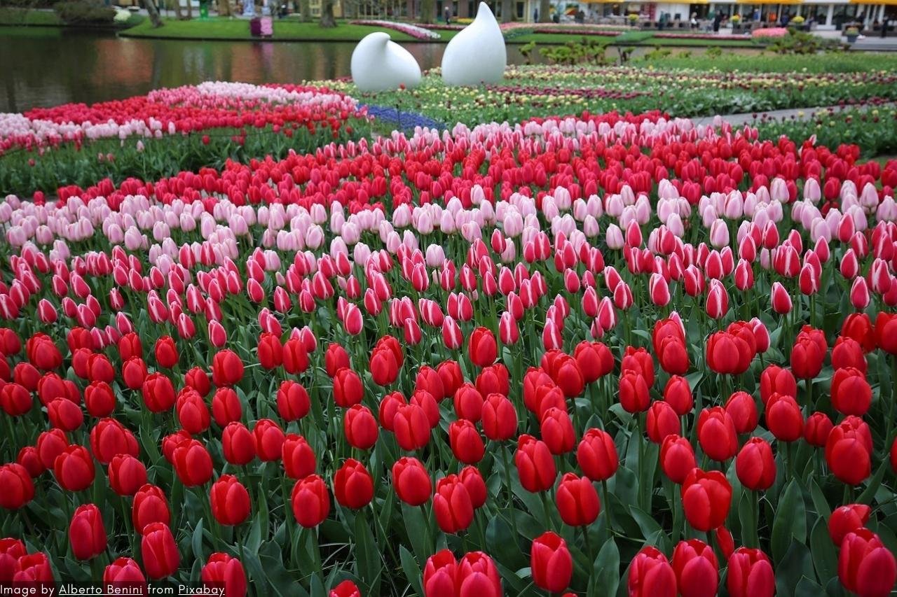Skip-The-Line Keukenhof Tours &Amp; Tickets 1 Skip-The-Line Keukenhof Tours &Amp; Tickets