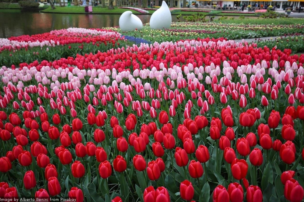 Skip-The-Line Keukenhof Tours &Amp; Tickets