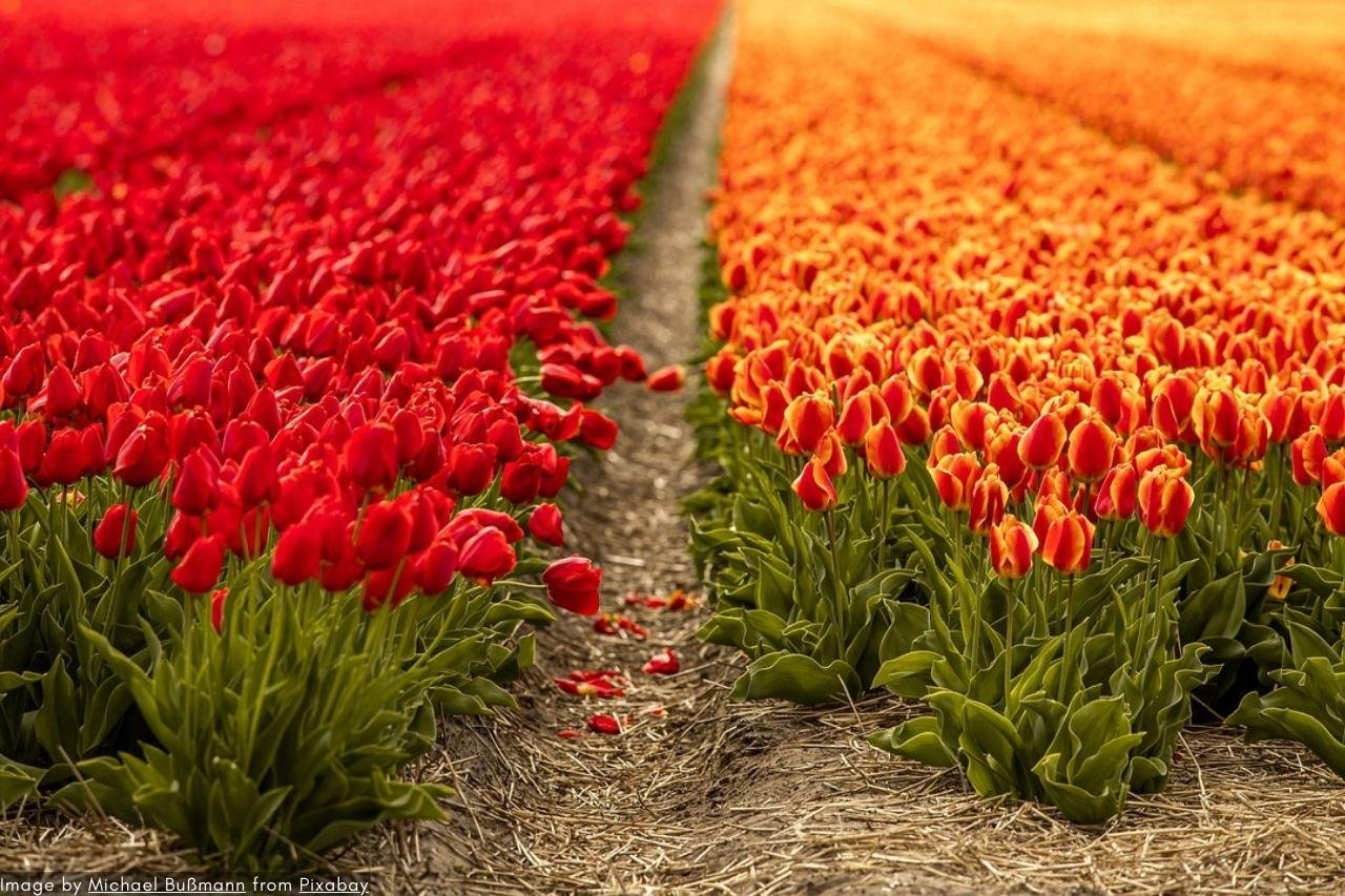 Skip-The-Line Keukenhof Tours &Amp; Tickets